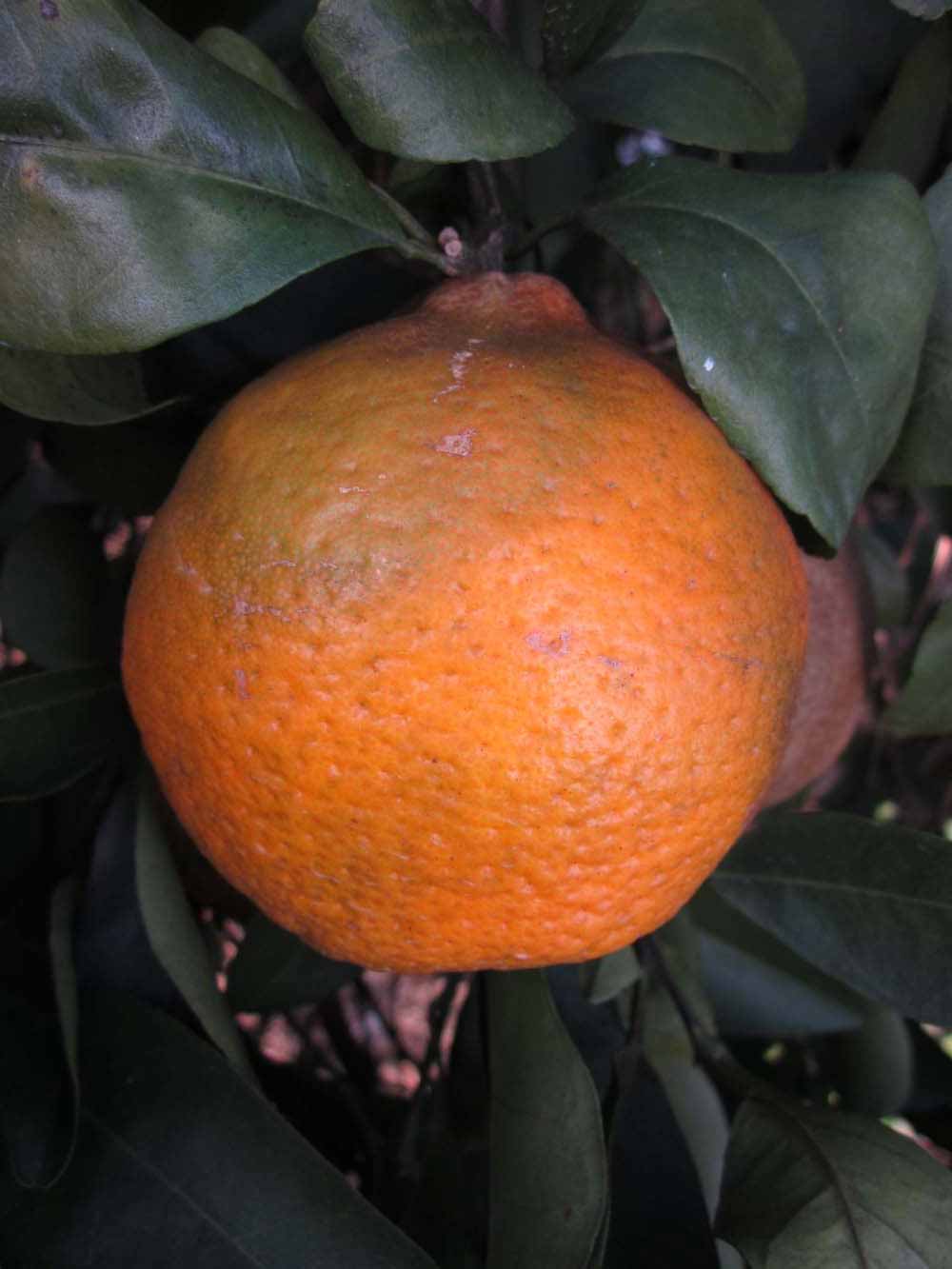            Fruit (Winter Haven, FL)   